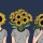 When Sunflowers Stop Following the Sun