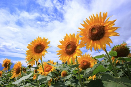 sunflower skyseeker 2