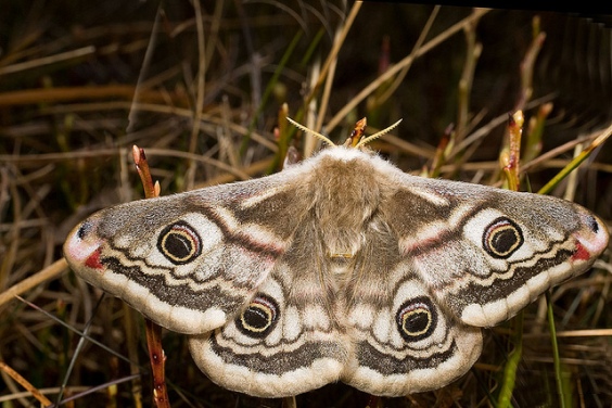 emperor moth
